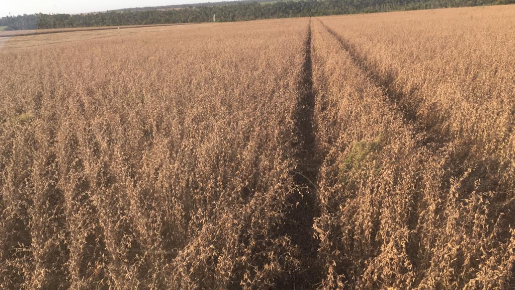 Calor intenso y sequía afectan cultivos de maíz y soja zafriña sembrados recientemente
