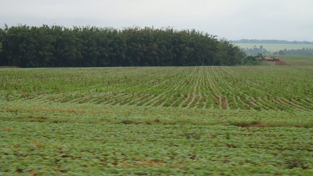 Soja y maíz en recuperación gracias a las lluvias de estas semanas